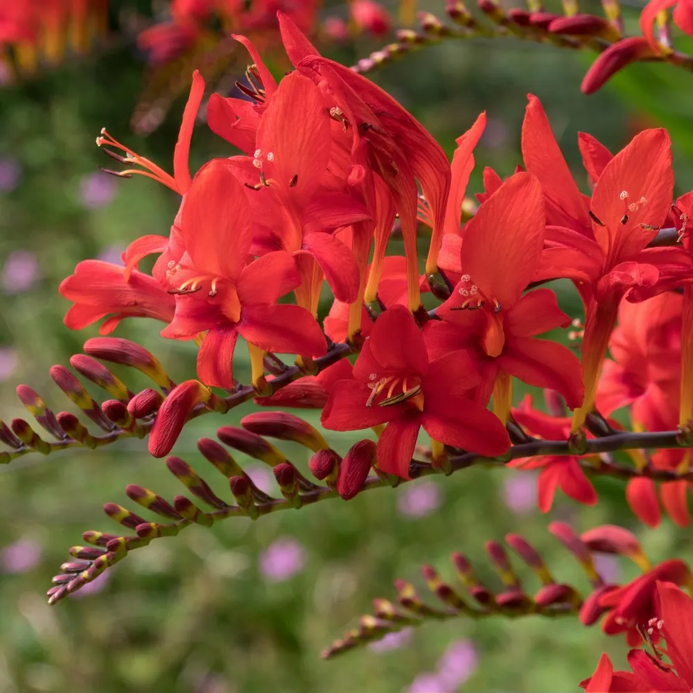 15 crocosmias rouges - le sachet de 15 bulbes / circonférence 8cm+