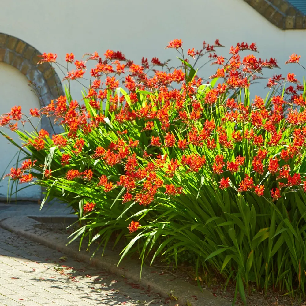 15 crocosmias rouges - le sachet de 15 bulbes / circonférence 8cm+