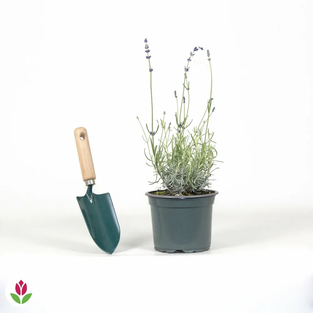 Lavande vraie hidcote - le pot / 2l / hauteur livrée 10-25cm, vendu par lot de 2
