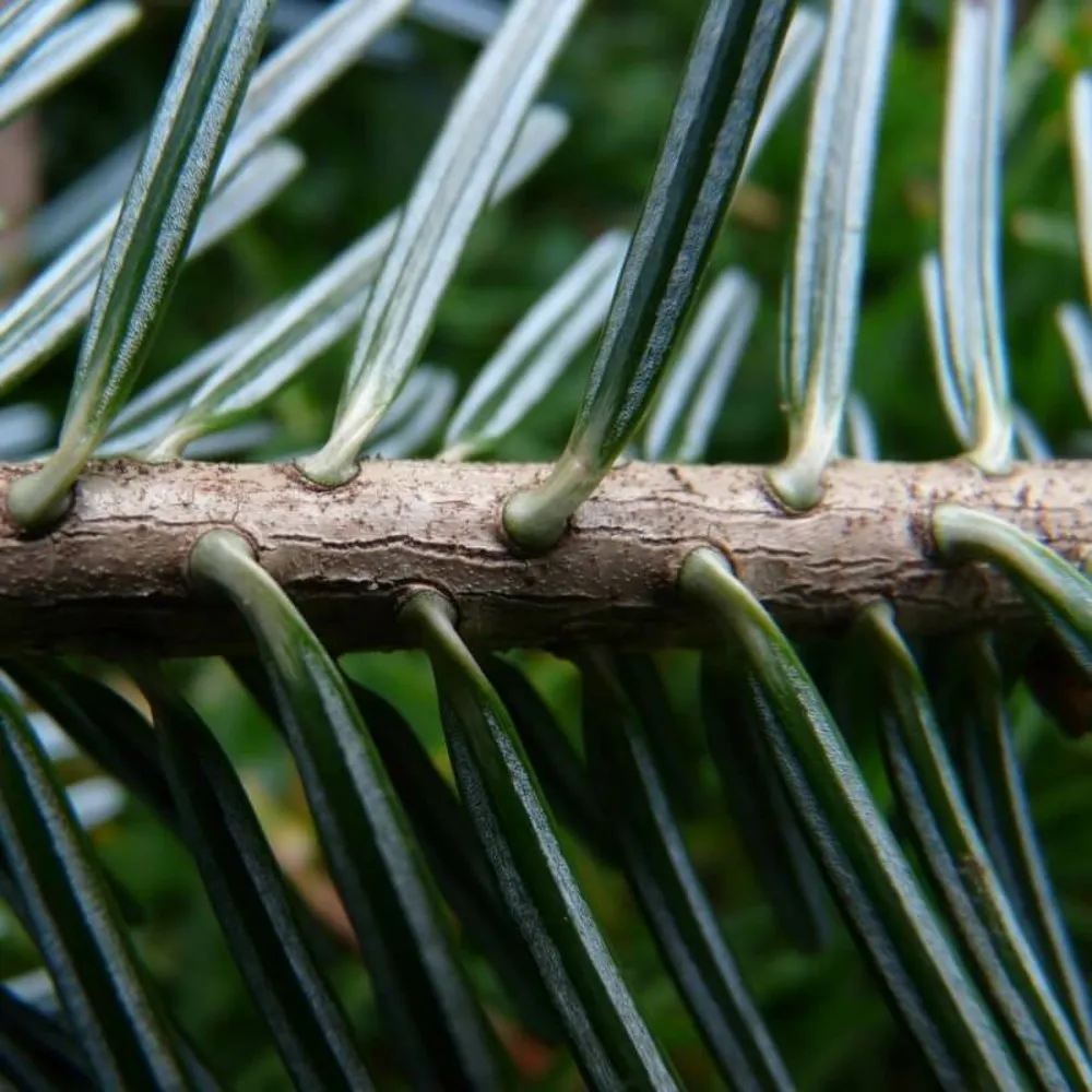 Sapin pectiné (abies alba) - godet - taille 13/25cm